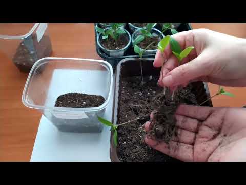 Пикировка ПЕРЦА. Просто быстро безболезненно