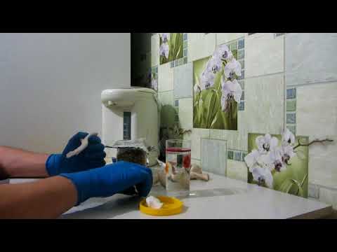 делаем зерновой мицелий, самый простой и дешевый способ.