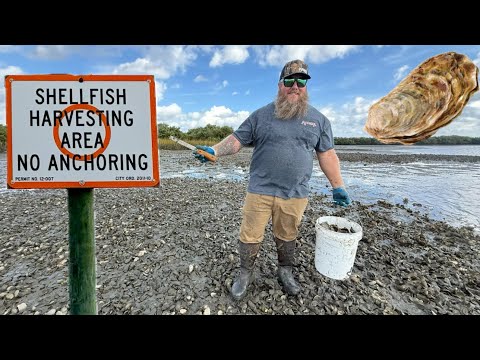 Wild Florida OYSTERS! DIY Catch - Clean - Cook