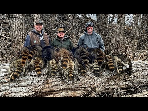 Flying to Kansas to trap nest predator raccoons.