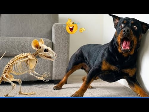 Best Of The Funny Animal Videos ๐น๐ถ Funniest Dog Moments Ever Recorded ๐คฃ