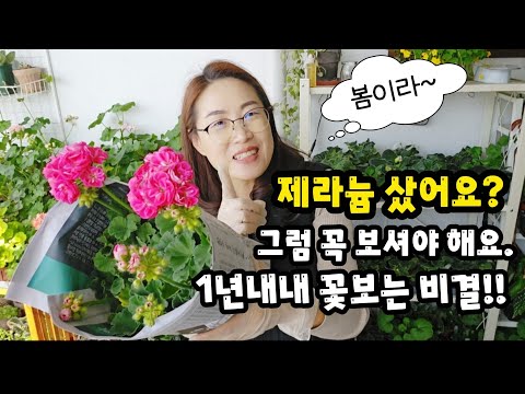 #If you do this after purchasing a geranium, you can enjoy geranium flowers all year round withou...