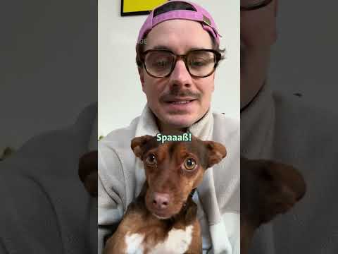 Wie süß ist Kevins Hund auf einer Skala von 1-10? 😍