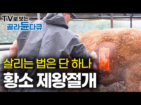 이건 손 넣어도 소용없다. 곧바로 어미 소의 털을 깎더니.. 순식간에 송아지가 태어났다|황소 제왕절개|극한직업|#골라듄다큐
