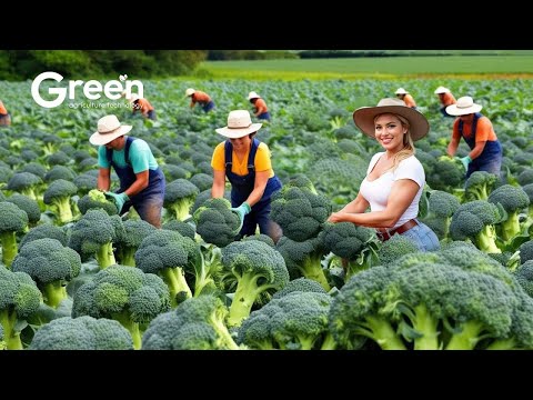 How Farmers Harvest Tons of Broccoli - Modern Vegetable Agriculture