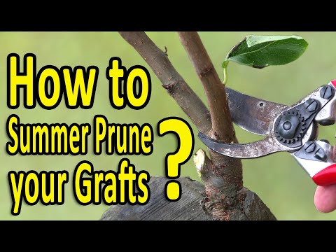 Grafting Fruit Trees | How to SUMMER PRUNE your GRAFTS for quicker tree development