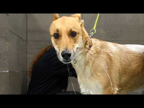 This Dog Looks Like A Deer in Headlights 😂