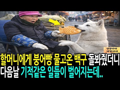 할머니에게 붕어빵 물고온 백구 돌봐줬더니 다음날 기적같은 일들이 벌어지는데