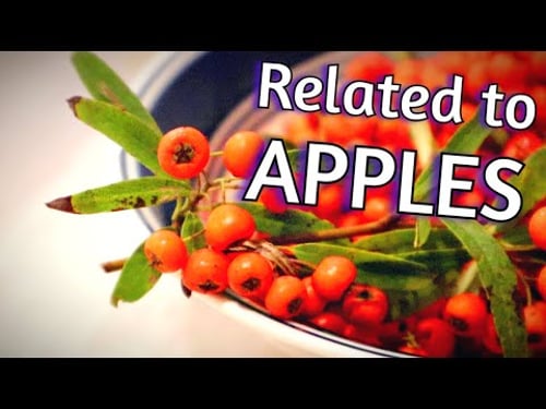 SCARLET FIRETHORN - A Foraged Fruit Related To APPLES (Pyracantha coccinea) - Weird Fruit Explorer