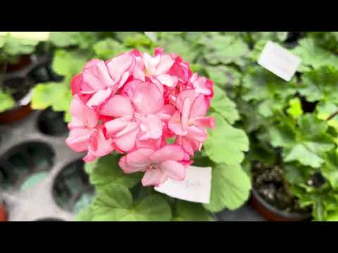 #제라늄 분양 합니다💚7670-67O|💚즐거운 주말저녁 유튜브로 #꽃구경 월요일발송