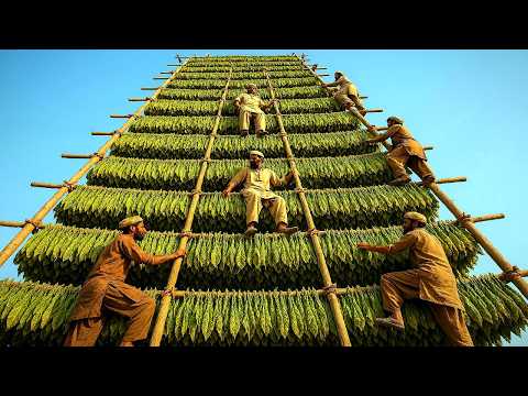Most Amazing Process - Tobacco Harvesting and Processing in Pakistan - @AmazingExperts