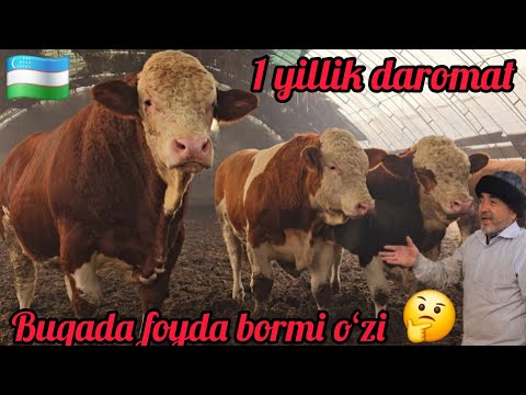 BUQADA FOYDA BORMI OʻZI 🤔 BIR YILLIK DAROMAT 25 MILYOGA OLINGAN BUQALAR QANCHALIK BOʻLDI😱✅️
