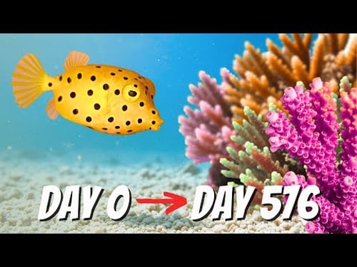 We Created a Giant Coral Reef and So Many Creatures Came