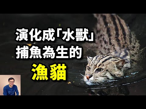 專為吃魚而生,被稱為「魚虎」,沙貓的對立面,向水生演化的漁貓Fishing cat【老肉雜談】#動物 #貓 #漁貓 #cat