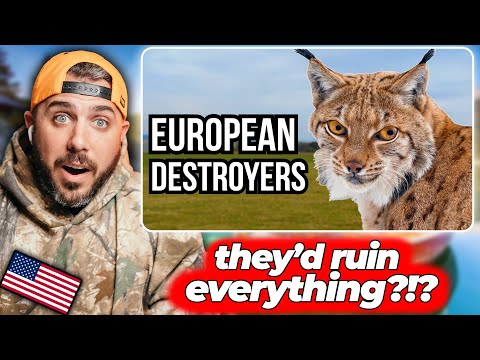 American Reacts to European Wildlife That Could WRECK Our Ecosystems