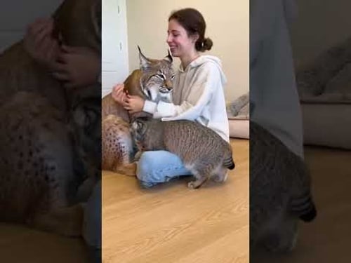 Lynx is SHOCKED by the Pallas’s Cat! 😳