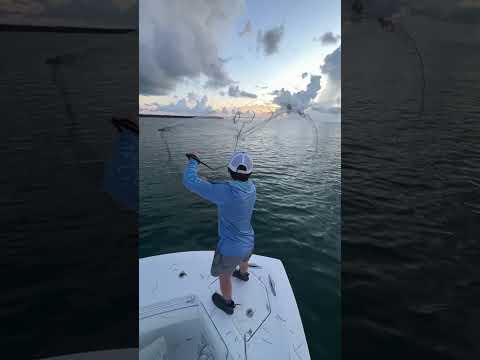 Cast netting Bait! #shorts #fishing #sunset #ocean