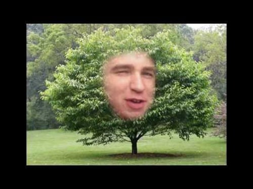 The Harry Scott project - Harrys used to be a tree