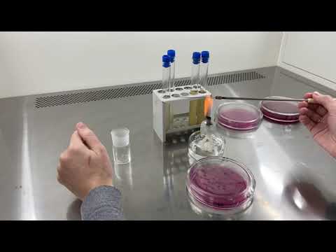 Рассев микроорганизмов секторами на чашку Петри