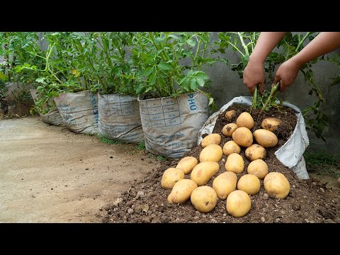 The way to grow potatoes has never been revealed, a bag of soil has 100 potatoes