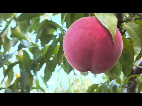 WARNING, dangerous pest. Check your trees and destroy it.