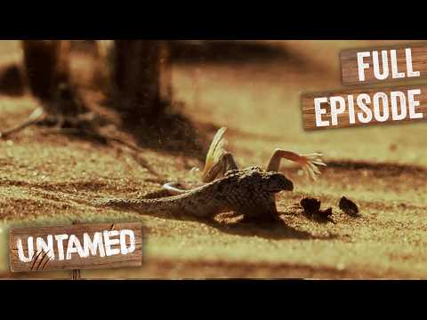 Second Fastest Snake On Earth Hunting Preys | Speed Kills | Untamed