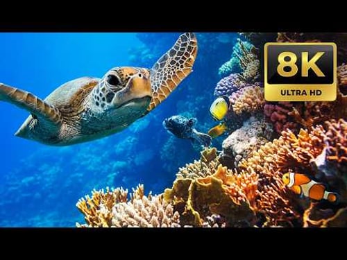 Rainbow Reef 3 - A Magical 8HR Underwater Journey in 8K