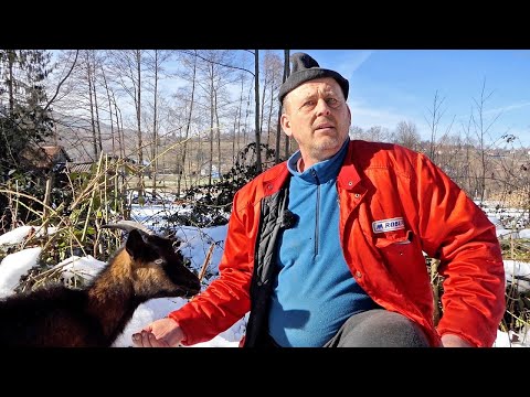 Ima 17 koza, koje jedu bijeli luk i žive kao gospođe