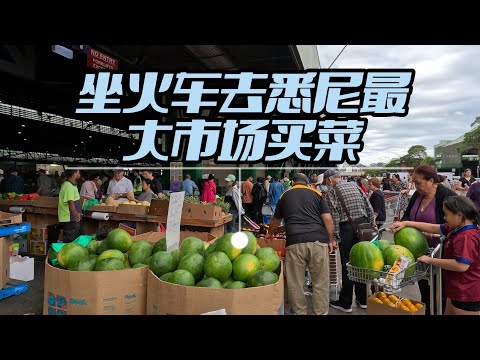 乘火车到澳大利亚悉尼最大的菜市场买菜#社区风光#物价中西方差异 Sydeny Peddy's Market- Fleminton