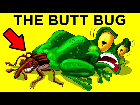 When Animals Have Weird Behaviors