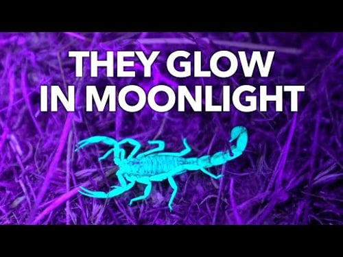 Why Scorpions Glow in the Dark