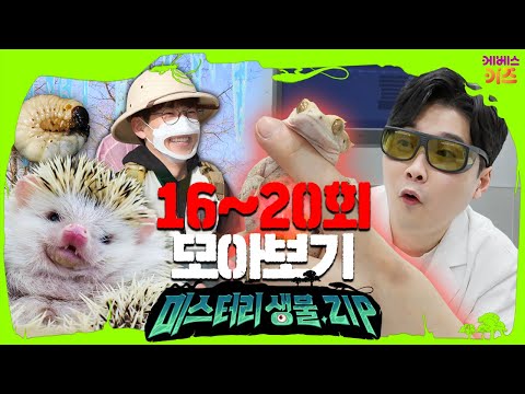 동물병원 도마뱀 치료ㅣ고슴도치 목욕ㅣ꾹티비 에그박사 겨울 곤충 채집ㅣ미스터리생물집 16~20회 모아보기ㅣ꾹tvㅣKBS 방송