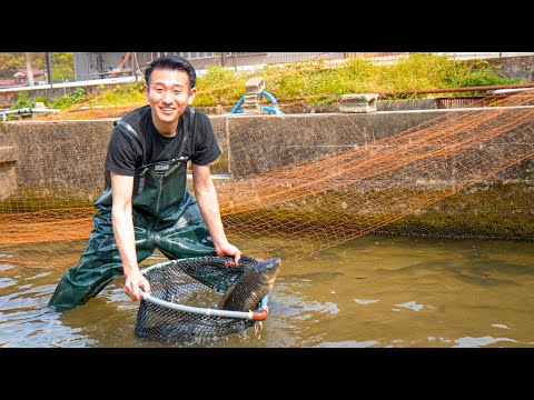 His skill in handling eel and carp is at the highest level in Japan. 鯉ひろまつ うなぎ 鯉 鰻 japanese food