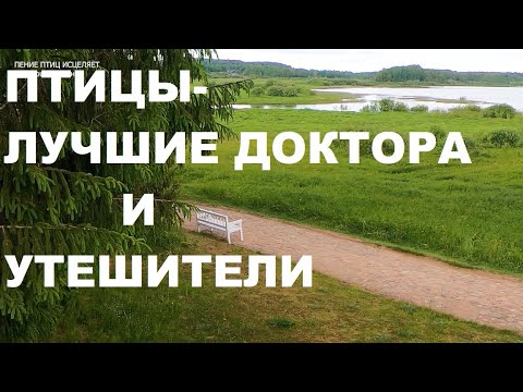 ПЕНИЕ СОЛОВЬЯ ИЗБАВЛЯЕТ ОТ УНЫНИЯ И ТРЕВОГИ.ДОВЕРЬТЕСЬ ПРИРОДЕ-ЭТО ЛУЧШИЙ ДОКТОР И УТЕШИТЕЛЬ.