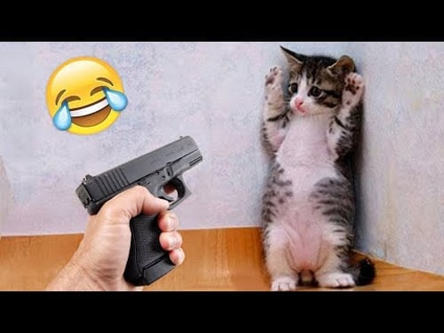 Videos De Risa De Animales 2025 - Perros y Gatos Chistosos - Videos De Animales Graciosos #32