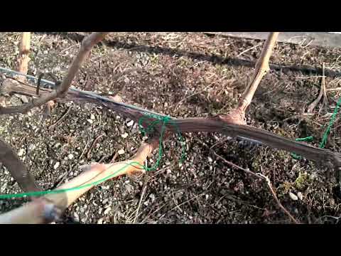 葡萄的冬季修剪