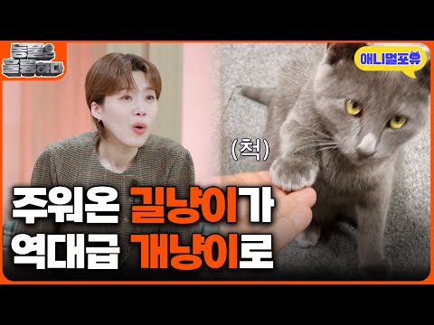 상위 0.1% 역대급 개냥이! 집사랑 대화까지?! I KBS 동물은 훌륭하다 250224 방송