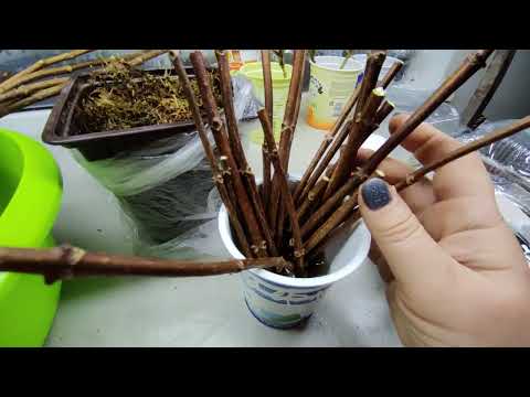 Как буду сохранять срезанные ветки метельчатой гортензии для раннего черенкования 🌿🌿🌿