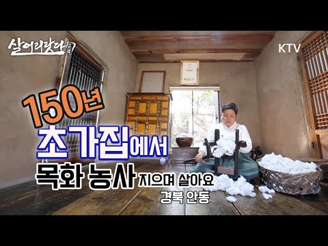 (경북 안동) 초가집(150년) 살며 목화 농사에 목화 이불 깁고 살아요! ktv, korea tv, korea tradition cotton (시즌4)