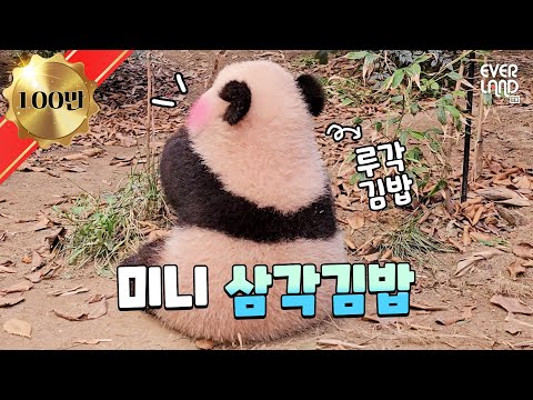 Ruibao bugging bamboo vs Huibao hanging from the ceiling, who is the sibling more similar to Fubao?