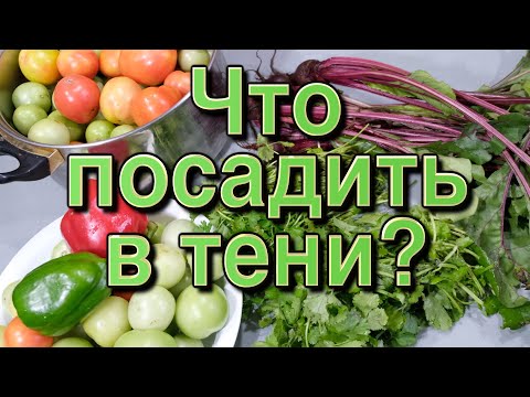 Ягоды, зелень и овощи которые можно посадить в тени