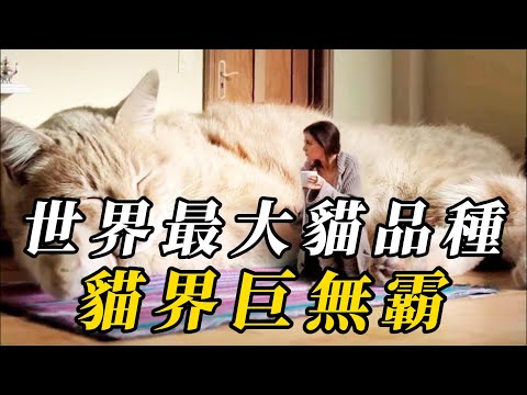 全世界最大的10種品種貓,緬因貓只能排第五!第四名單挑3頭野狼!第一名堪稱貓界巨無霸!#animals #野生动物 #科普 #野生生物 #搞笑 #野生動物 #动物 #涨知识 #turtle