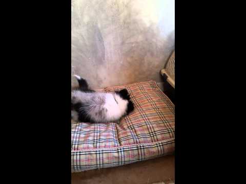 Toothbrush Introduction for your Dog