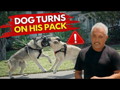 Why Dogs Escalate When Humans Don’t Set Boundaries | Better Human Better Dog | S03E08