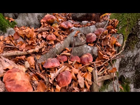 YOU'VE NEVER SEEN SUCH WHITE MUSHROOMS IN NOVEMBER!