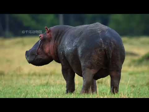 本视频耗时两年半祝您笑口常开笑死活该 动物世界 一口气看完系列 搞笑 动物解说 神奇动物在抖音