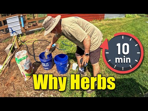 How to Make Fermented Chicken Feed