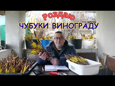 I'm giving away bunches of grapes!!