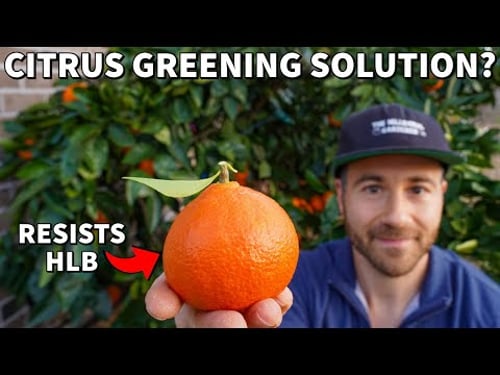 Could This New Citrus Tree Save Florida's Dying Citrus Industry?