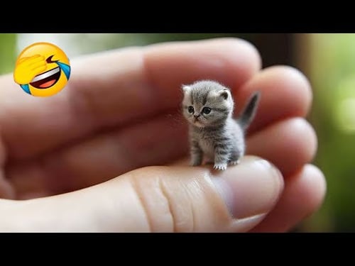 Nuevos clips de gatos y perros más divertidos de 2025 😻🐶Intenta no reírte 😅 Parte 12